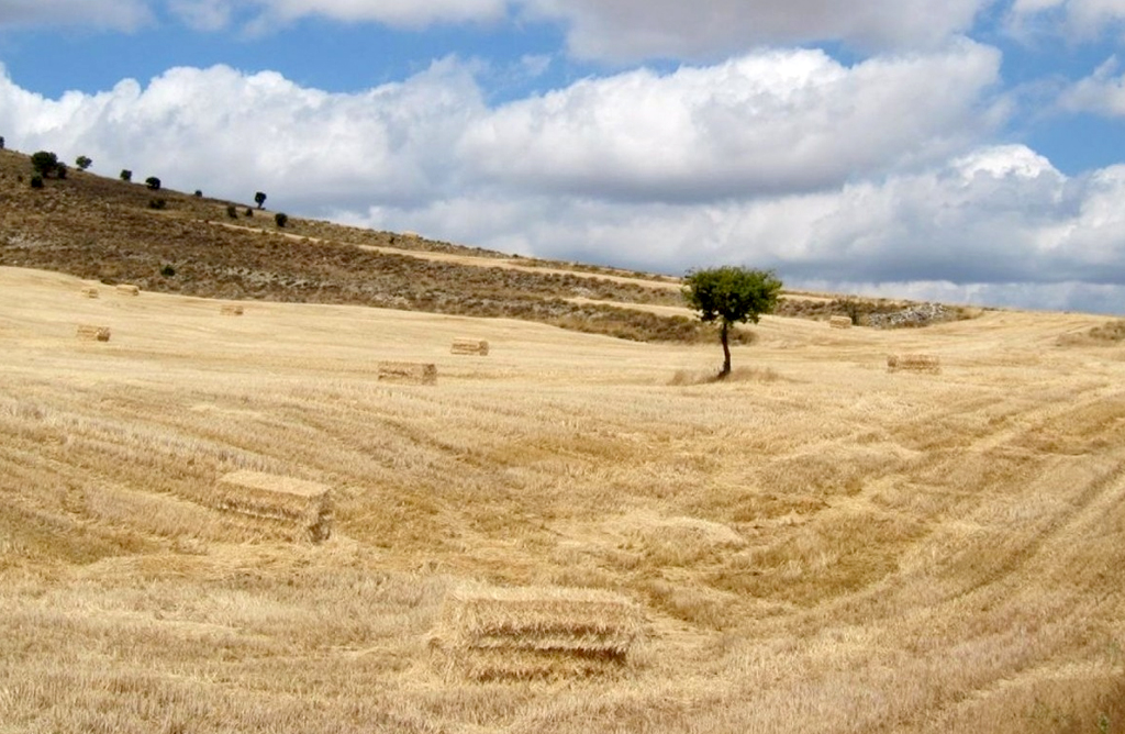 El secano ha perdido al 55% de sus productores en la Regin de Murcia